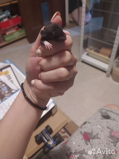 Крысы породистые