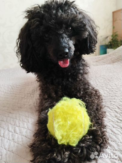 Вязка собак