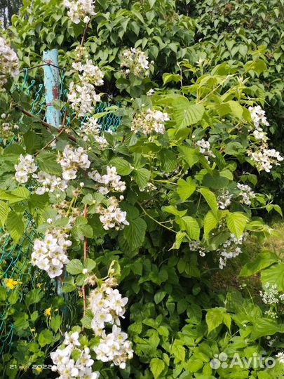 Ирис,белая земляника