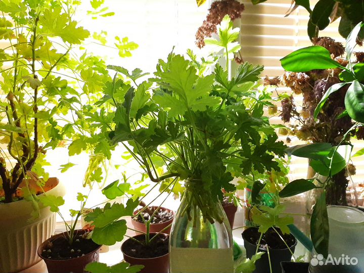 Черенки герани душистой