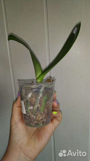 Орхидея Miki Gorgeous