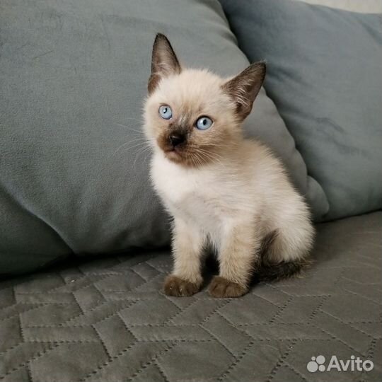 Тайские котята
