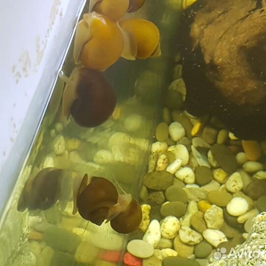 Улитки ампулярия