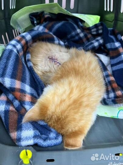 Котенок Чудо старается