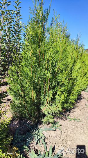 Саженцы туя