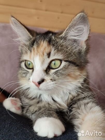 Кошки