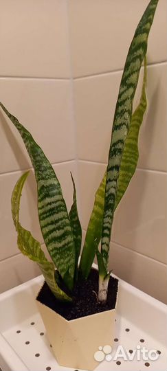 Сансевиерия