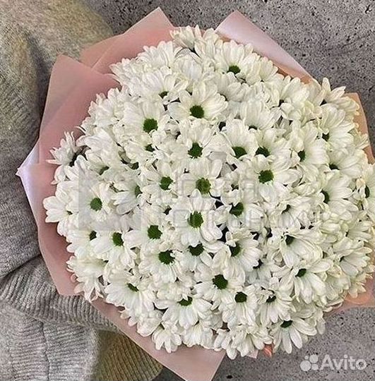 Хризантема