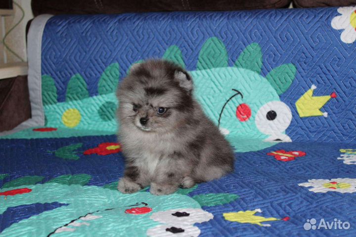 Шпиц мини мерле