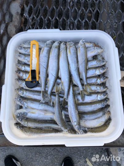 Корюшка свежемороженая. Икряная. Отборная