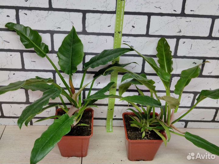 Филолендрон 2