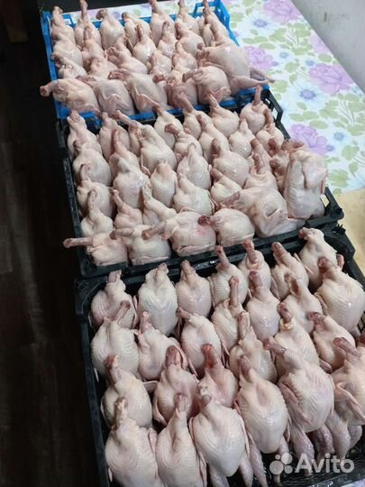 Перепела,Перепелка