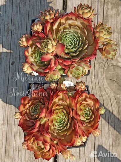 Сортовое молодило (каменные розы)