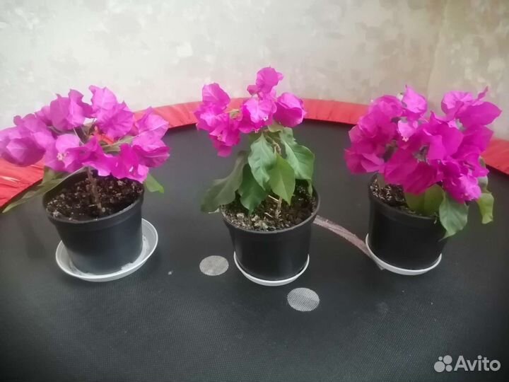 Бугенвиллия