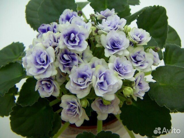 Фиалка детки набором