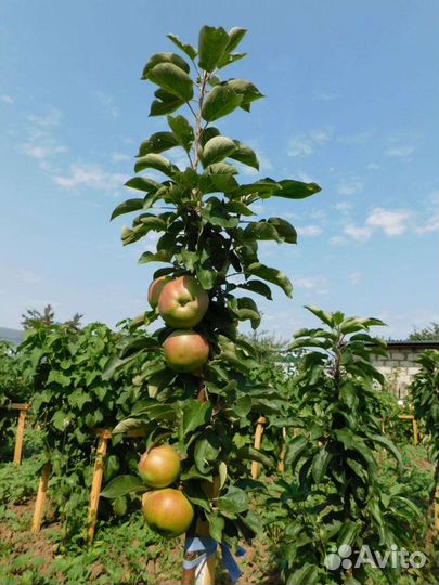 Саженцы Яблони колоновидной