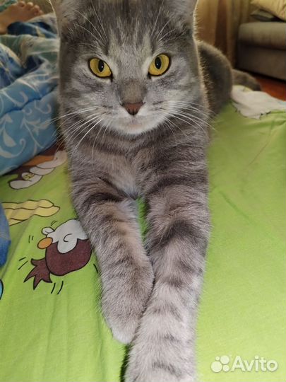 Котята метисы