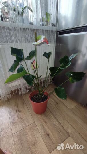 Антуриум Ягуар Грин