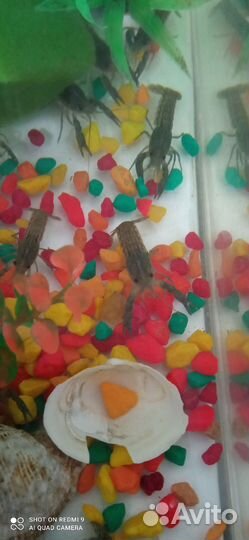 Аквариумные раки