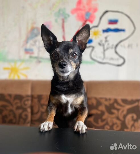 Девочка ищет дом