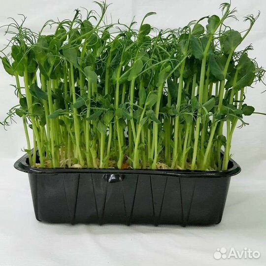 Микрозелень