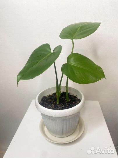 Монстера деликатесная