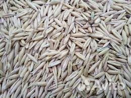 Овёс пшеница