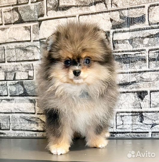 Красавчик мальчишка