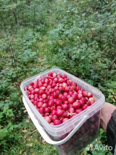 Клюква свежая под заказ