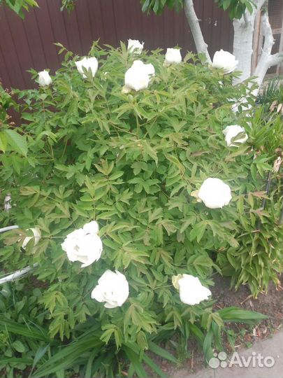 Пион древовидный