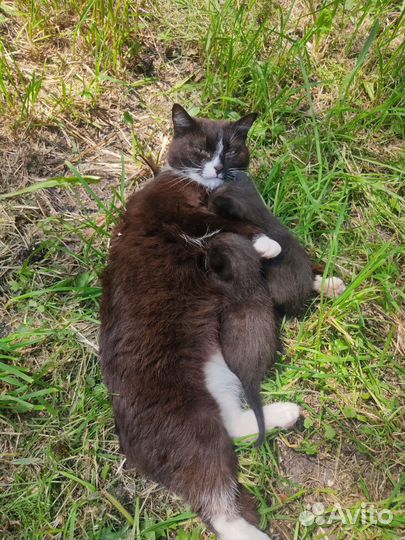 Кошка и котята