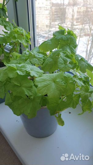 Пеларгония герань