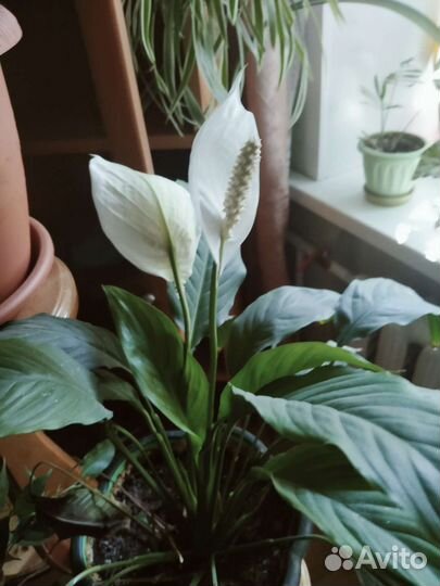 Гибискус,много других цветов