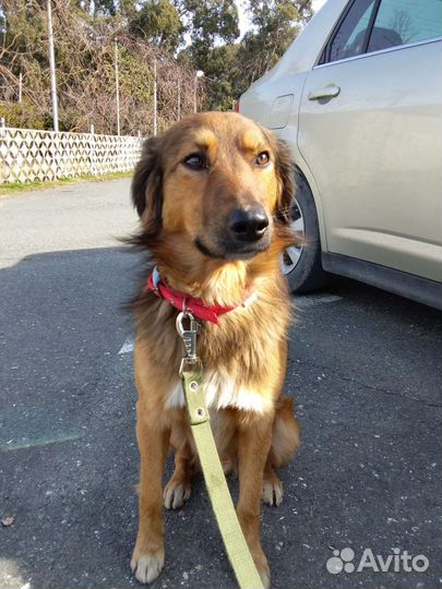 Собака в добрые ркки