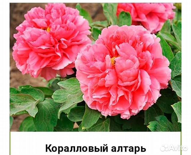 Пионы саженцы