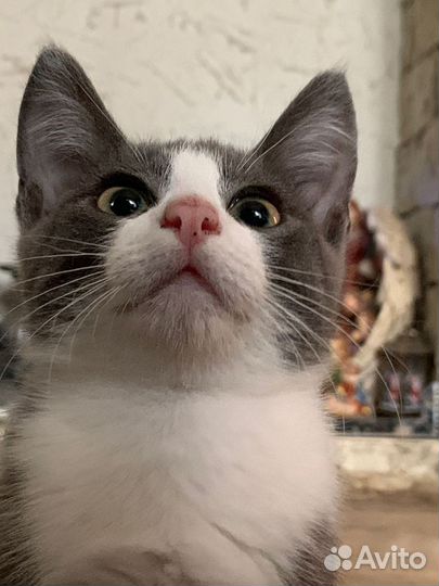 Котенок серый с белым 3 мес