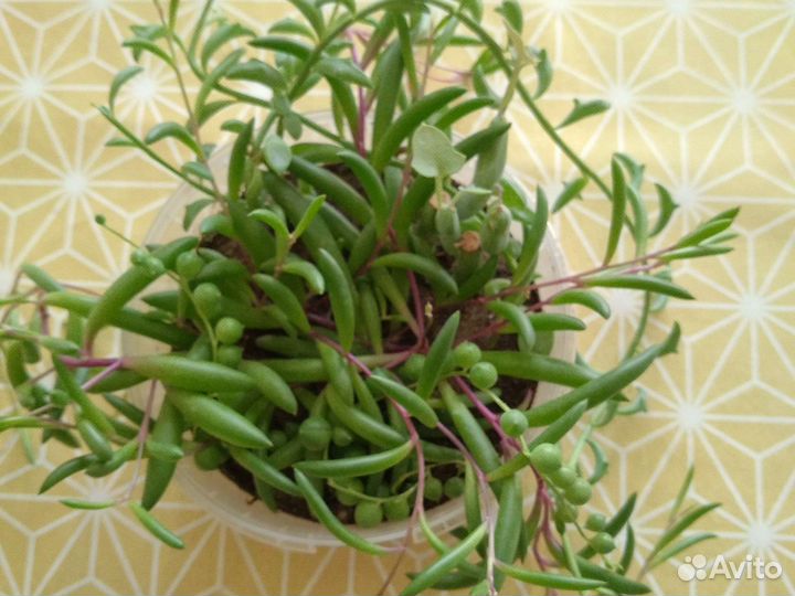 Сенецио-крестовник микс