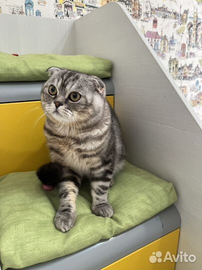 Нужна кошка для случки с котом Шотландец