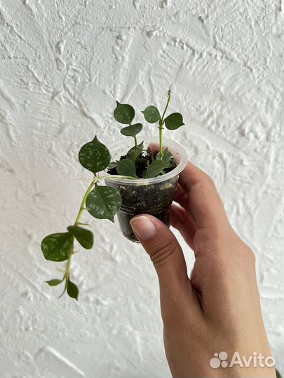 Хойя, Ледебурия