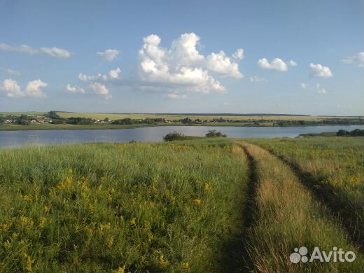Передержка собак
