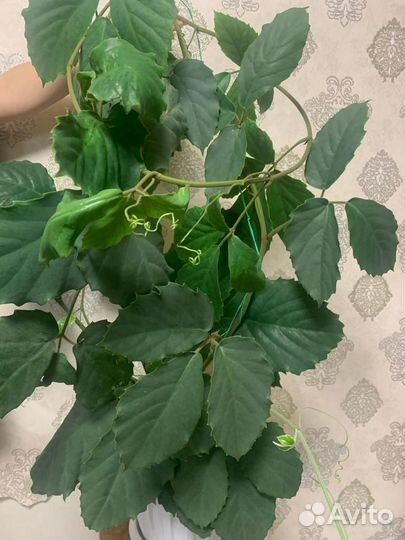 Тетрастигма