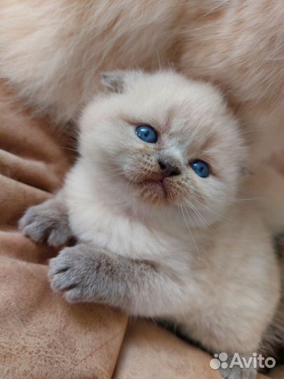 Шотландские котята
