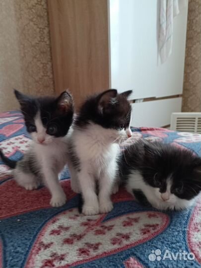 Котята
