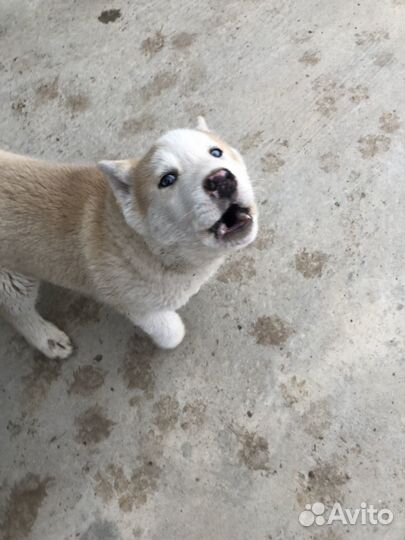 Щенок хаски