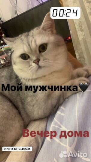 Вязка кота