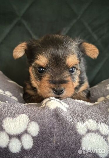 Йоркширский терьер мини