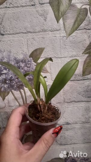 Dracula sibundoyensis