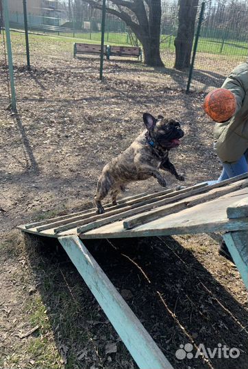 Кинолог, дрессировка собак