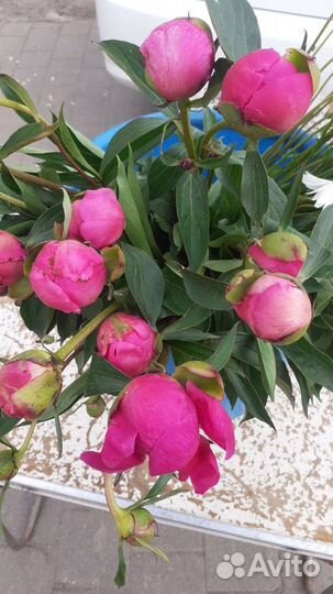 Пионы, саженцы, на осень