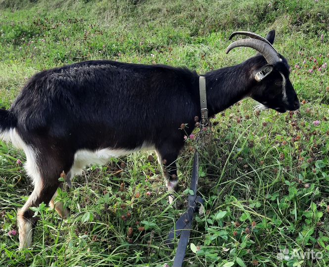Коза дойная молочная